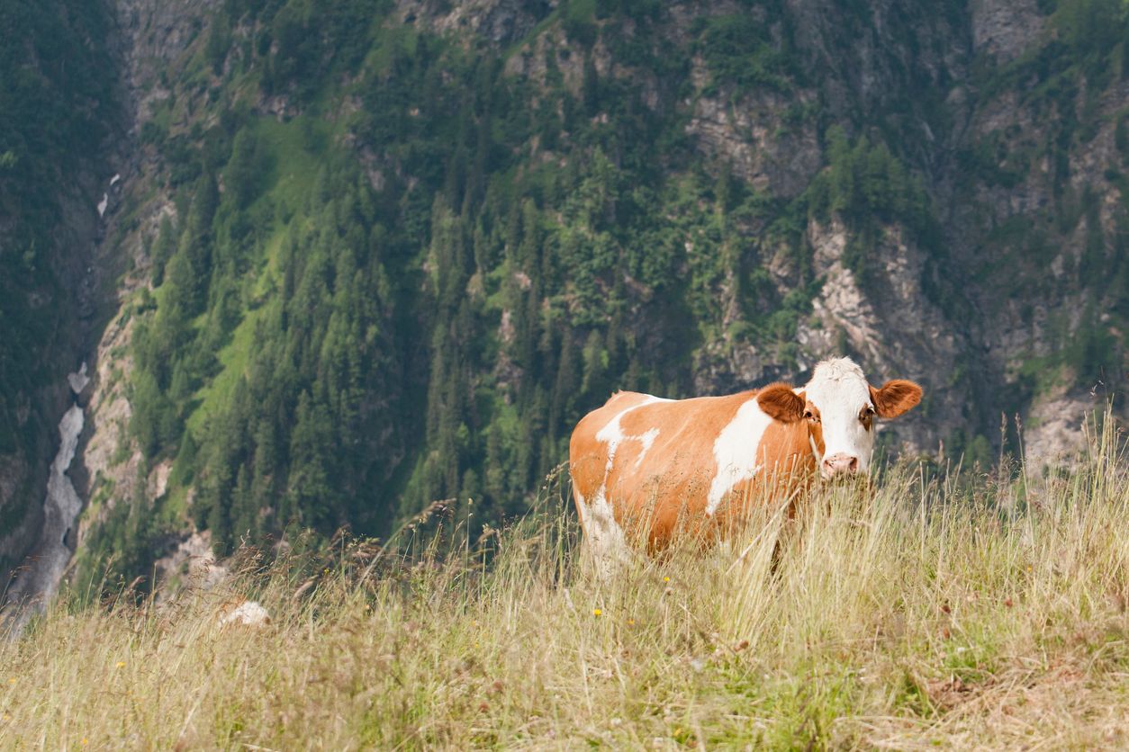 Ein Kind wurde am Wochenende im Stubaital von einer Kuh attackiert und schwer verletzt (Symbolbild).