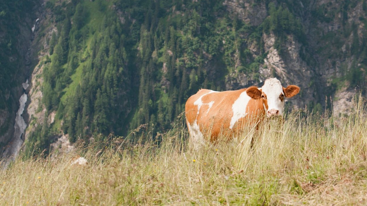 Cow in pasture - European alps