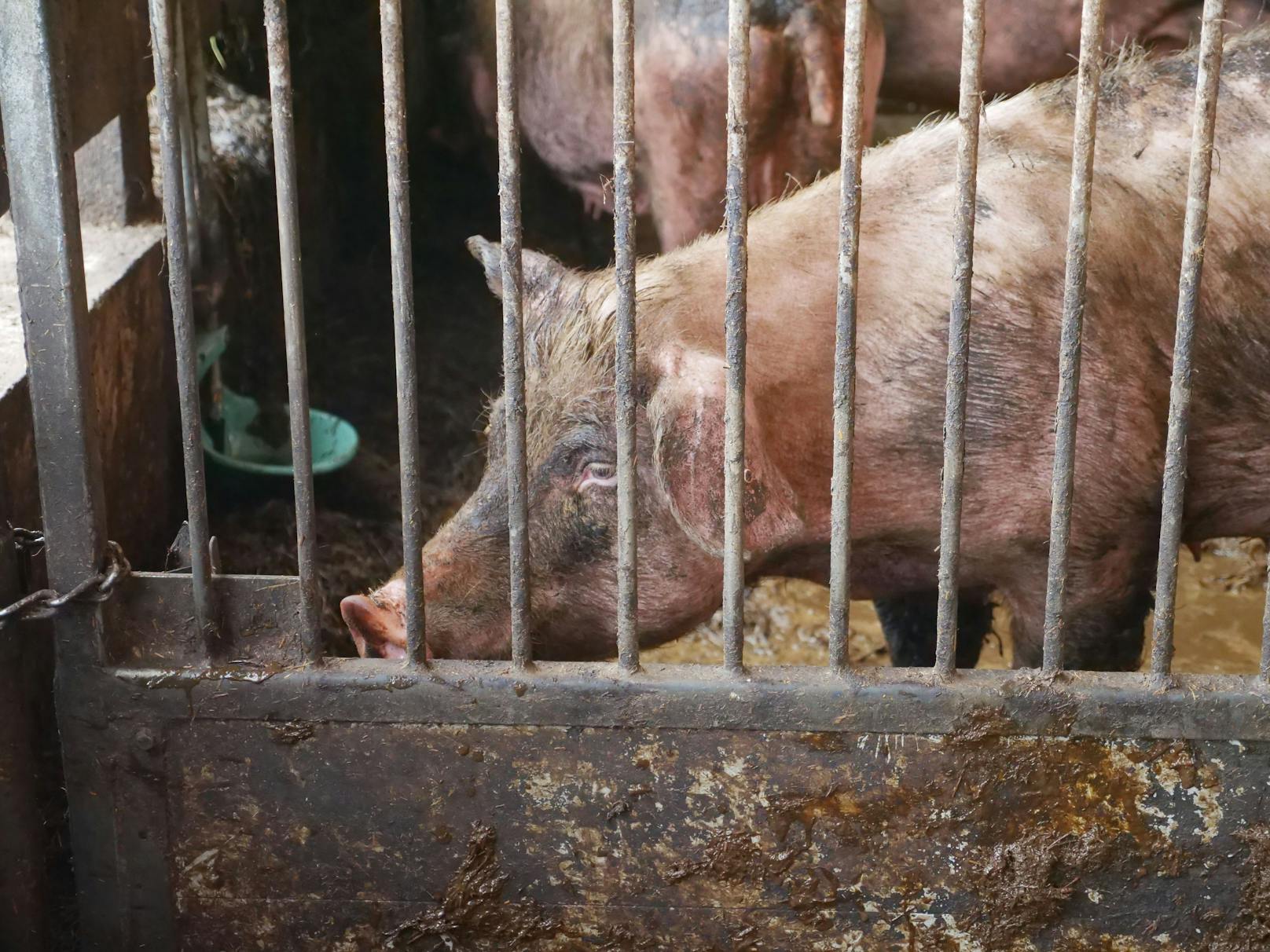 Der VGT deckte wieder furchtbare Zustände in einem Bauernhof im niederösterreichischen Krems auf.