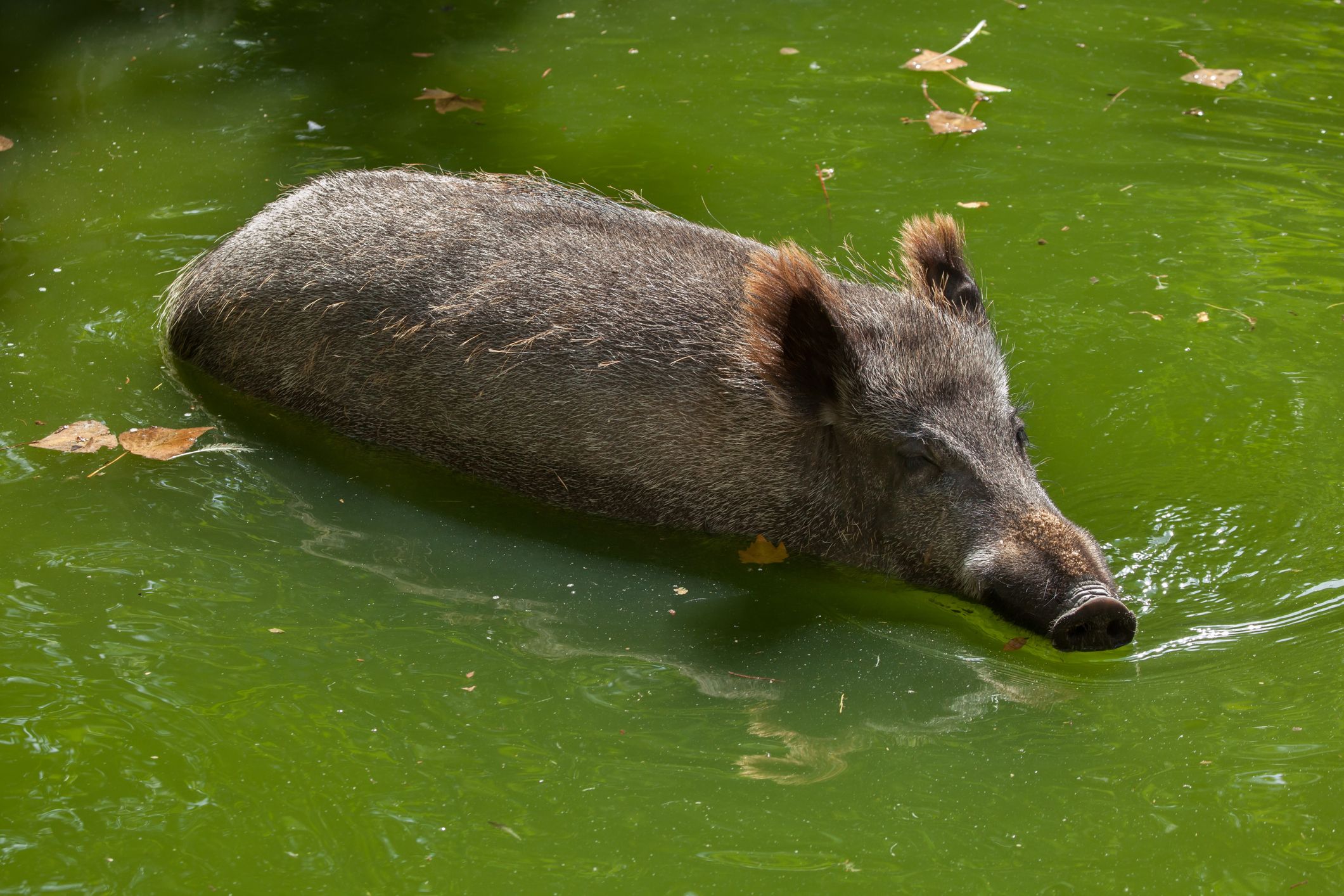 Ein Wildschwein suchte offenbar Abkühlung. 