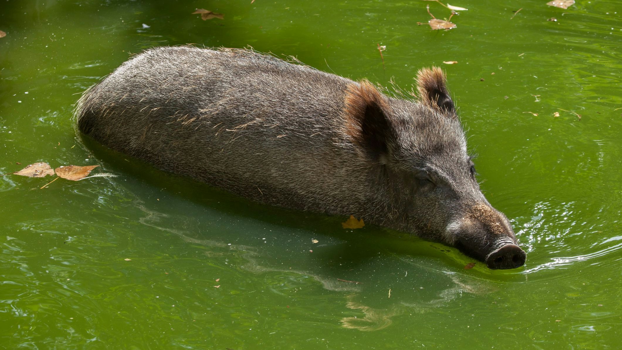 Heute.at - Grunzender Badegast sorgte für Polizeieinsatz