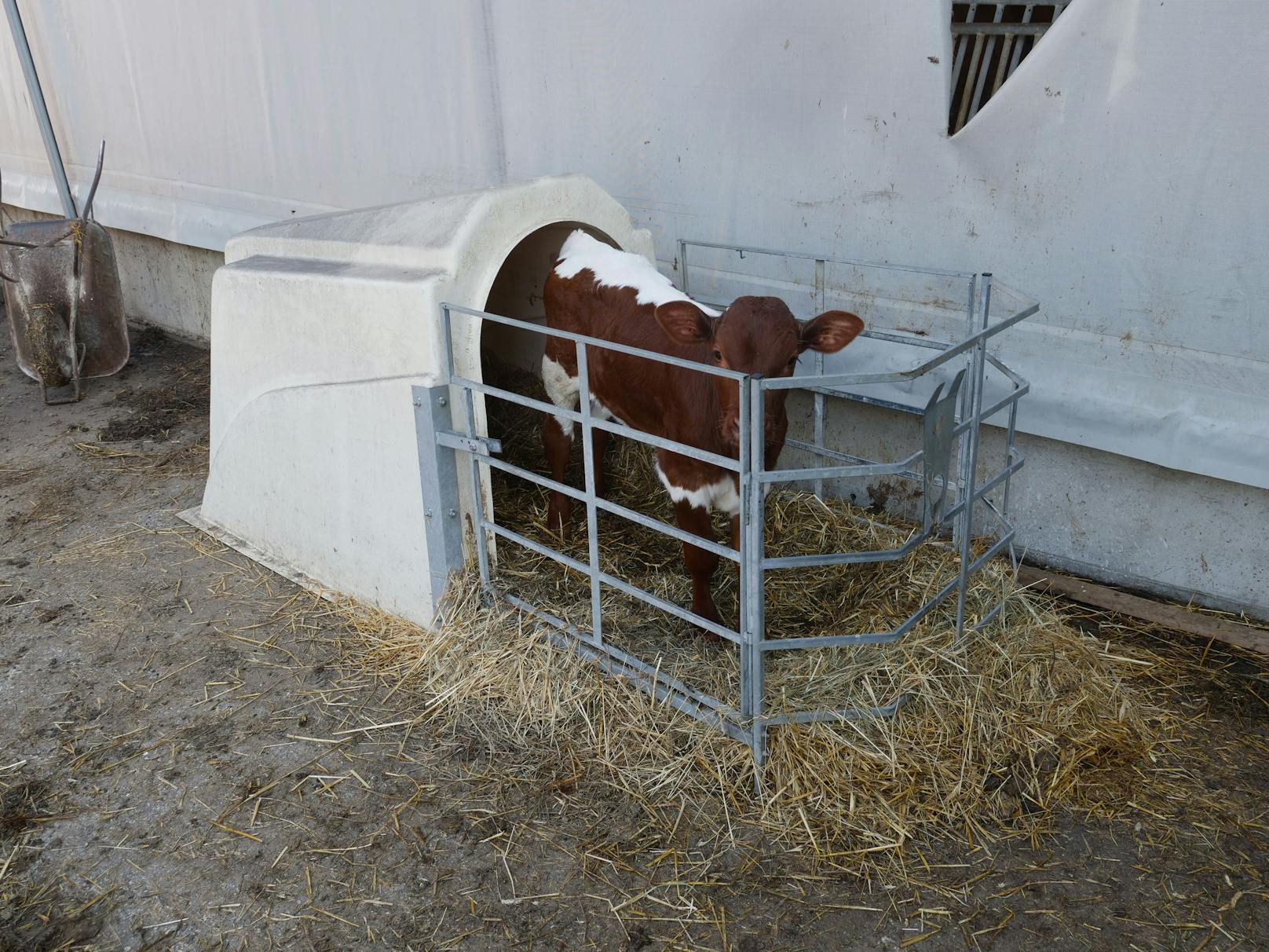 Der VGT deckte wieder furchtbare Zustände in einem Bauernhof im niederösterreichischen Krems auf.