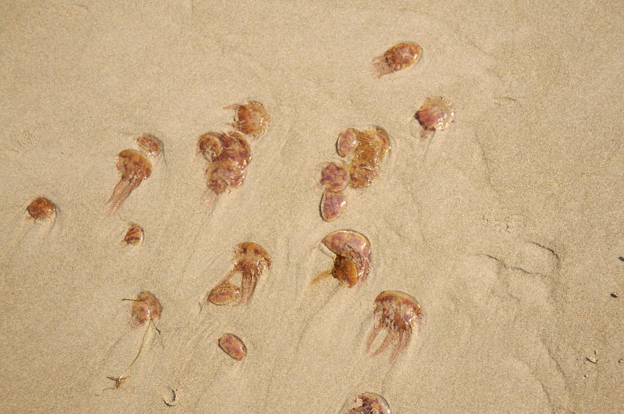 Pelagia noctiluca on the beach.