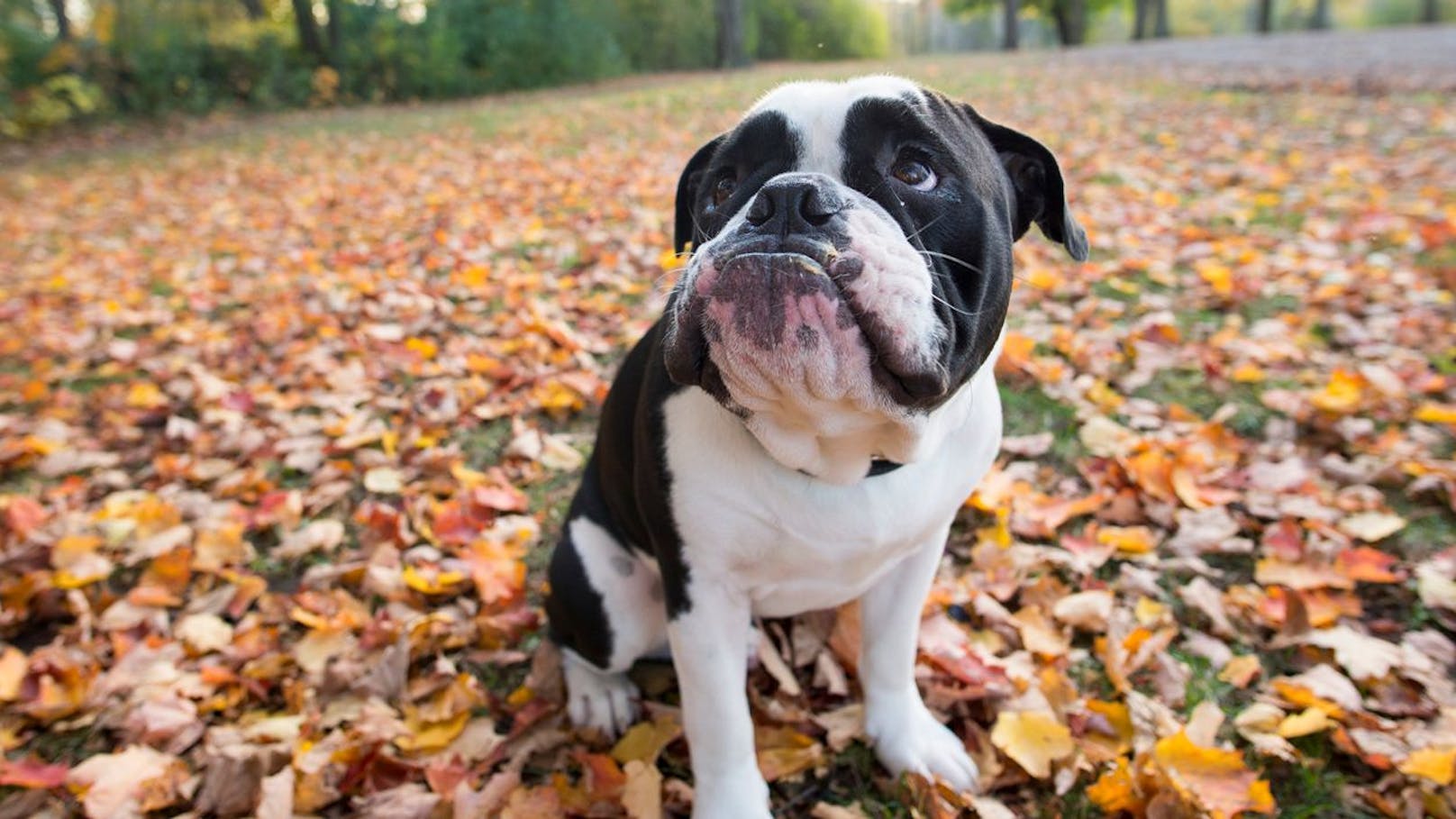 Es gibt ein paar Anzeichen, woran du erkennst ob dein Hund sauer auf dich ist.