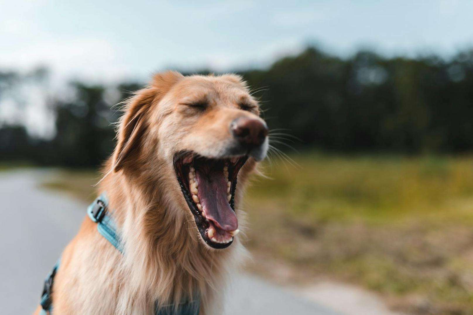 Auch das Gähnen kann durchaus ein Zeichen dafür sein, dass dein Hund ordentlich ang'fresse ist - wohl vergleichbar mit menschlichem Augenrollen.