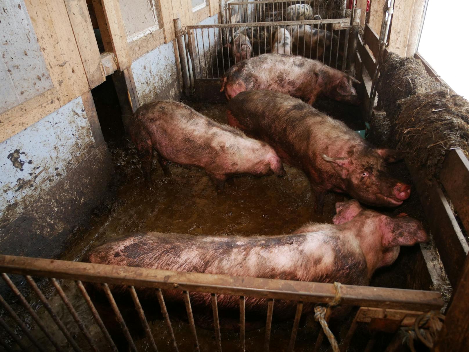 Der VGT deckte wieder furchtbare Zustände in einem Bauernhof im niederösterreichischen Krems auf.