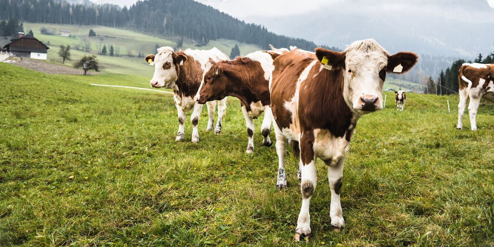 Am Mittwoch gegen 18 Uhr wurde die 51-jährige Frau in Ehenbichl, Tirol, von Jungkühen attackiert und überrannt. (Symbolbild)