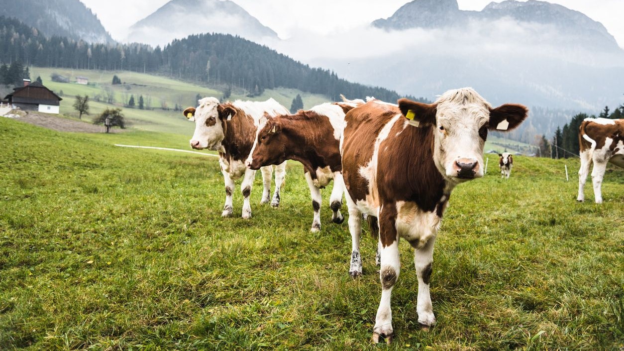 cows on pasture in austrian alps