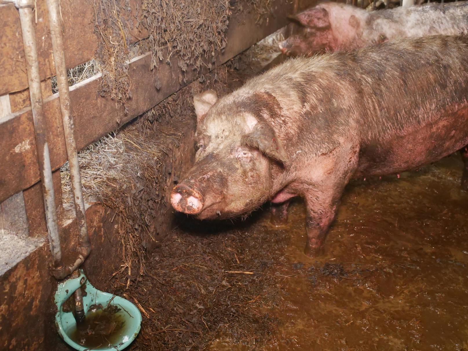 Der VGT deckte wieder furchtbare Zustände in einem Bauernhof im niederösterreichischen Krems auf.