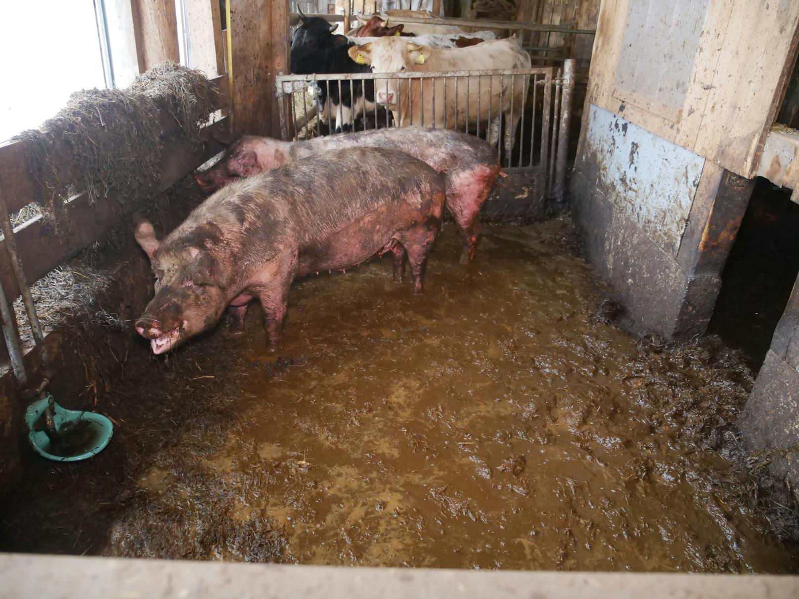 Der VGT deckte wieder furchtbare Zustände in einem Bauernhof im niederösterreichischen Krems auf.