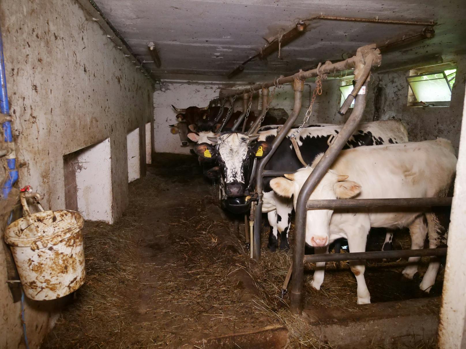 Der VGT deckte wieder furchtbare Zustände in einem Bauernhof im niederösterreichischen Krems auf.