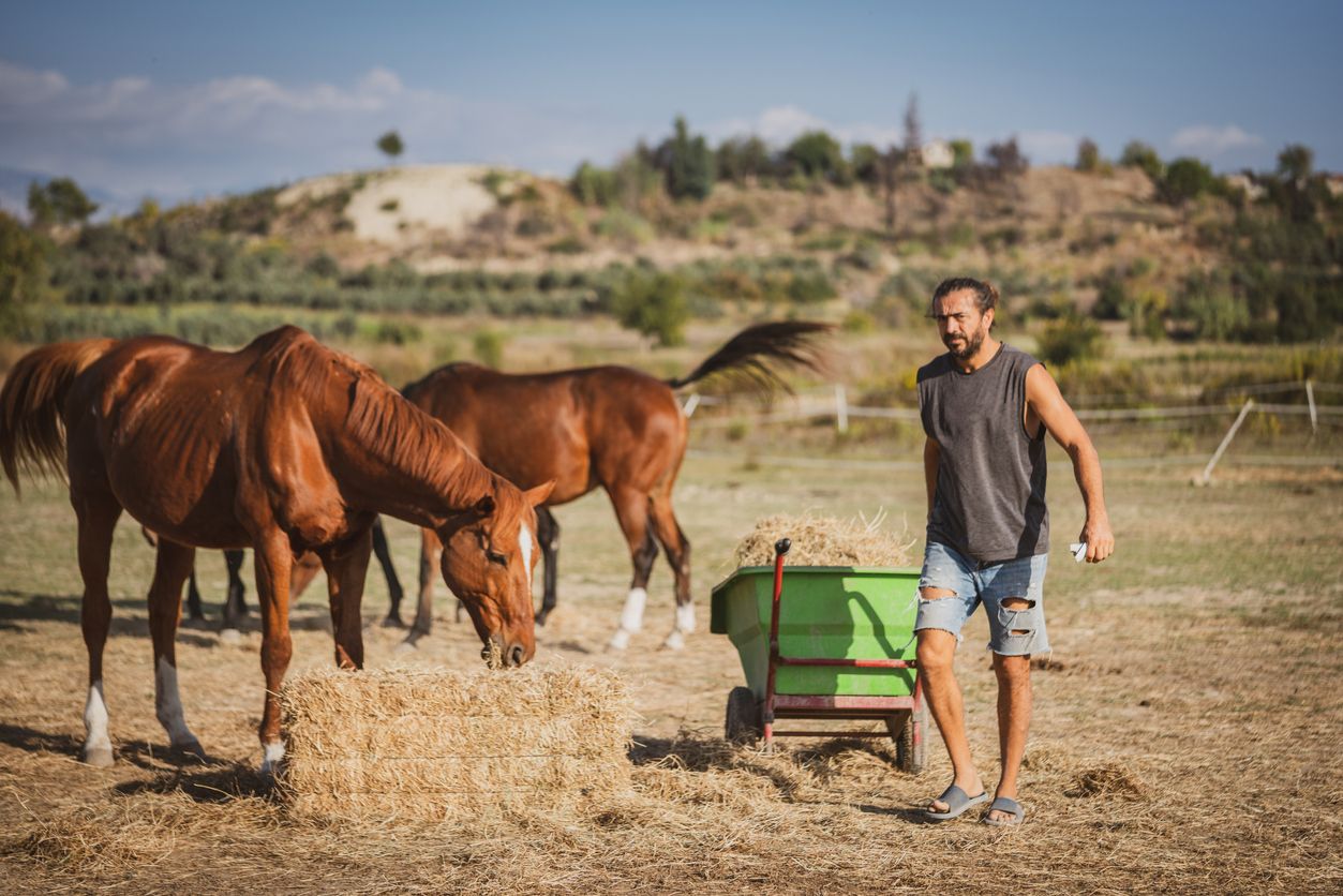 Reiterhof, Arbeiter versorgt Pferde