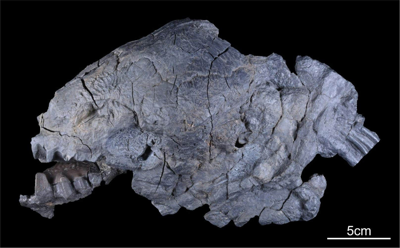 Dort wurde etwa dieser Lungenfisch Tellerodus entdeckt. Er wurde aus Küstensümpfen eingeschwemmt – "ein weltweit einzigartiges Fossil", so das NHM.