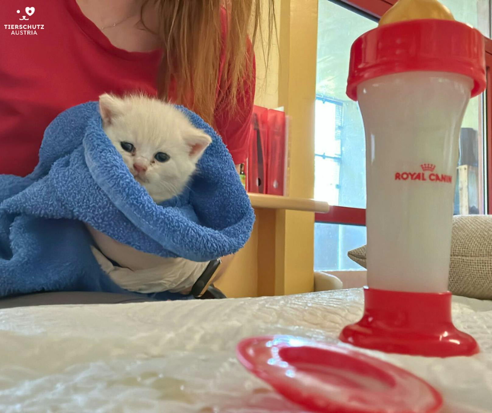 Momentan werden in Vösendorf gleich drei verwaiste Kitten mit dem Fläschchen großgezogen.