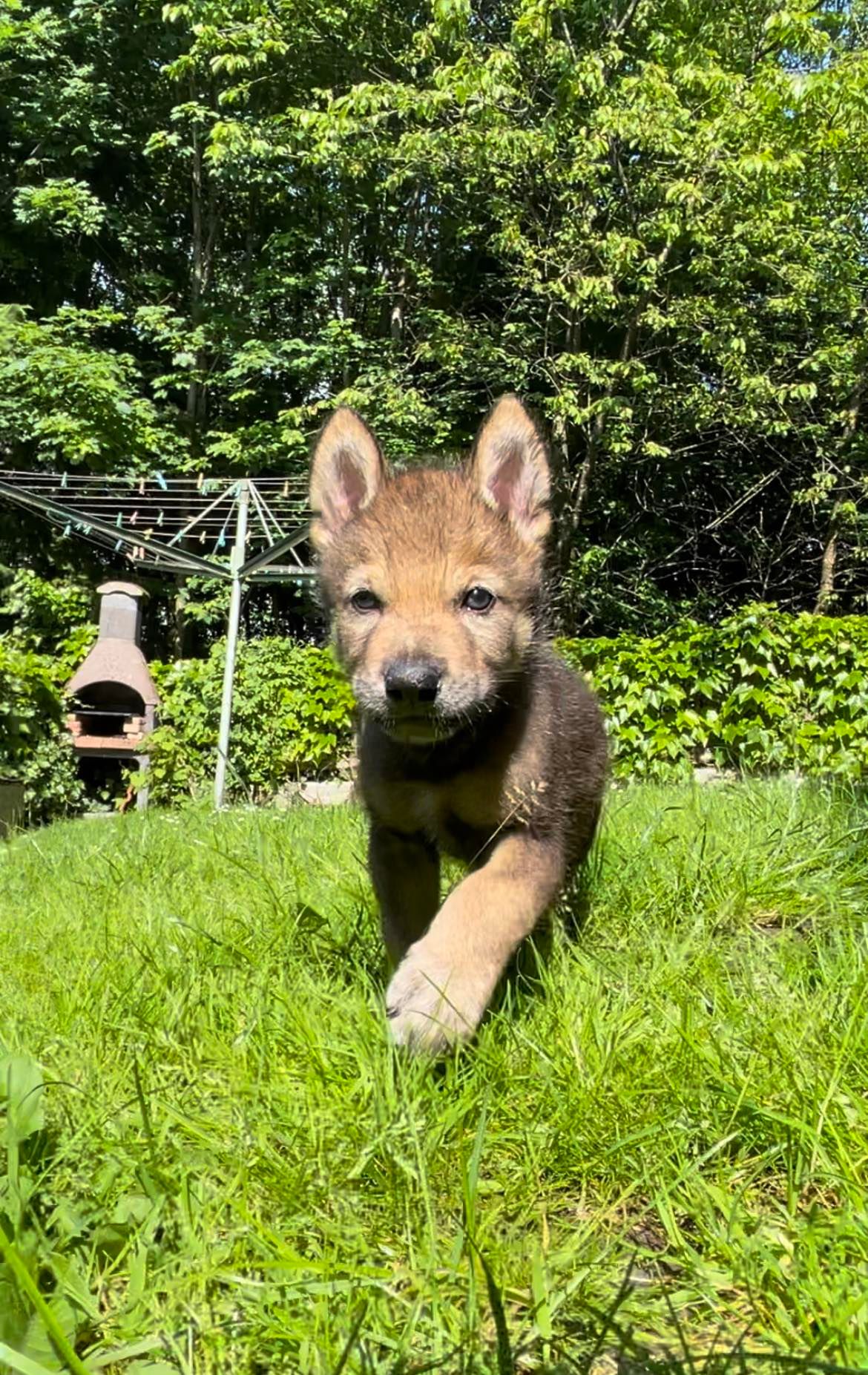 Vor diesem Wolf hat niemand Angst.