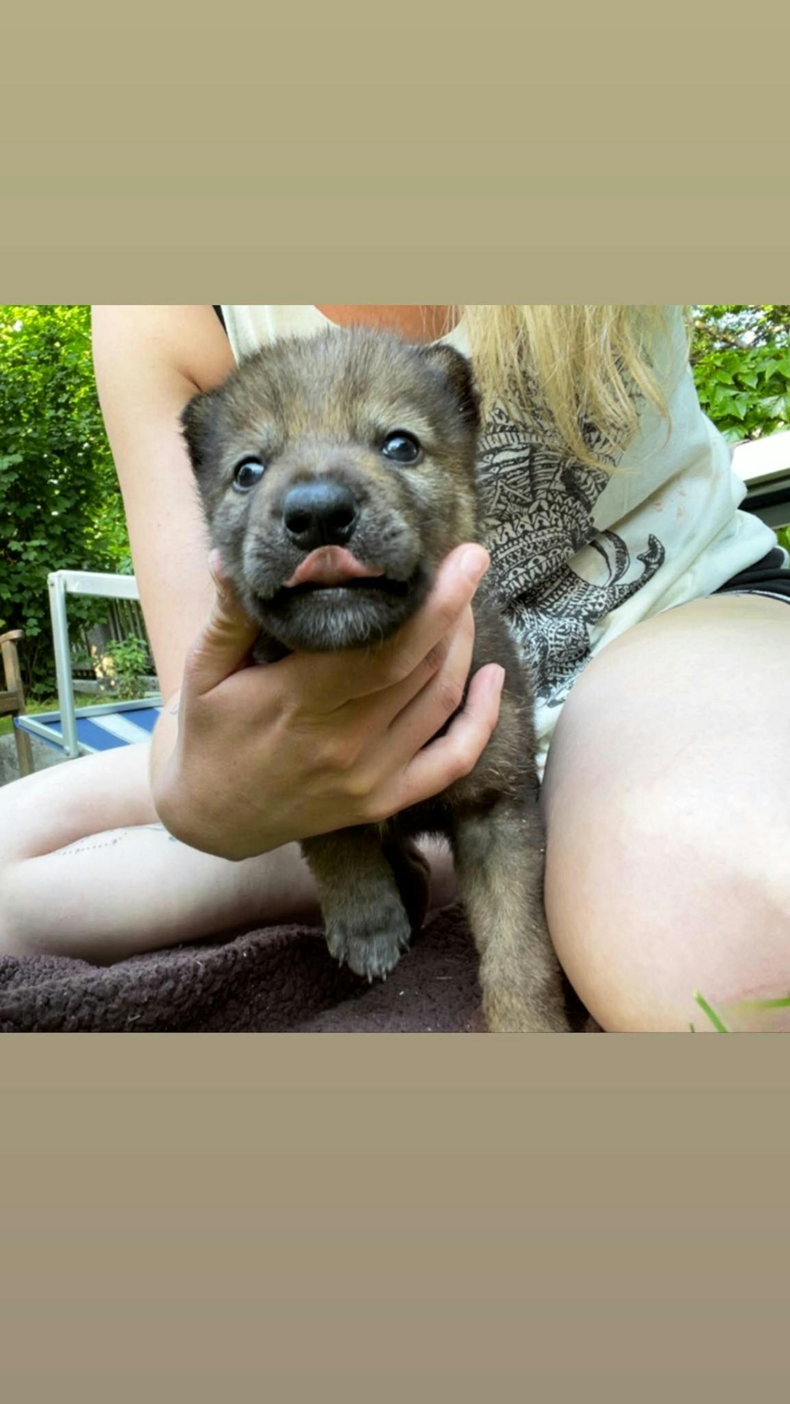 Keck streckt das Wolfsmädchen die Zunge heraus.