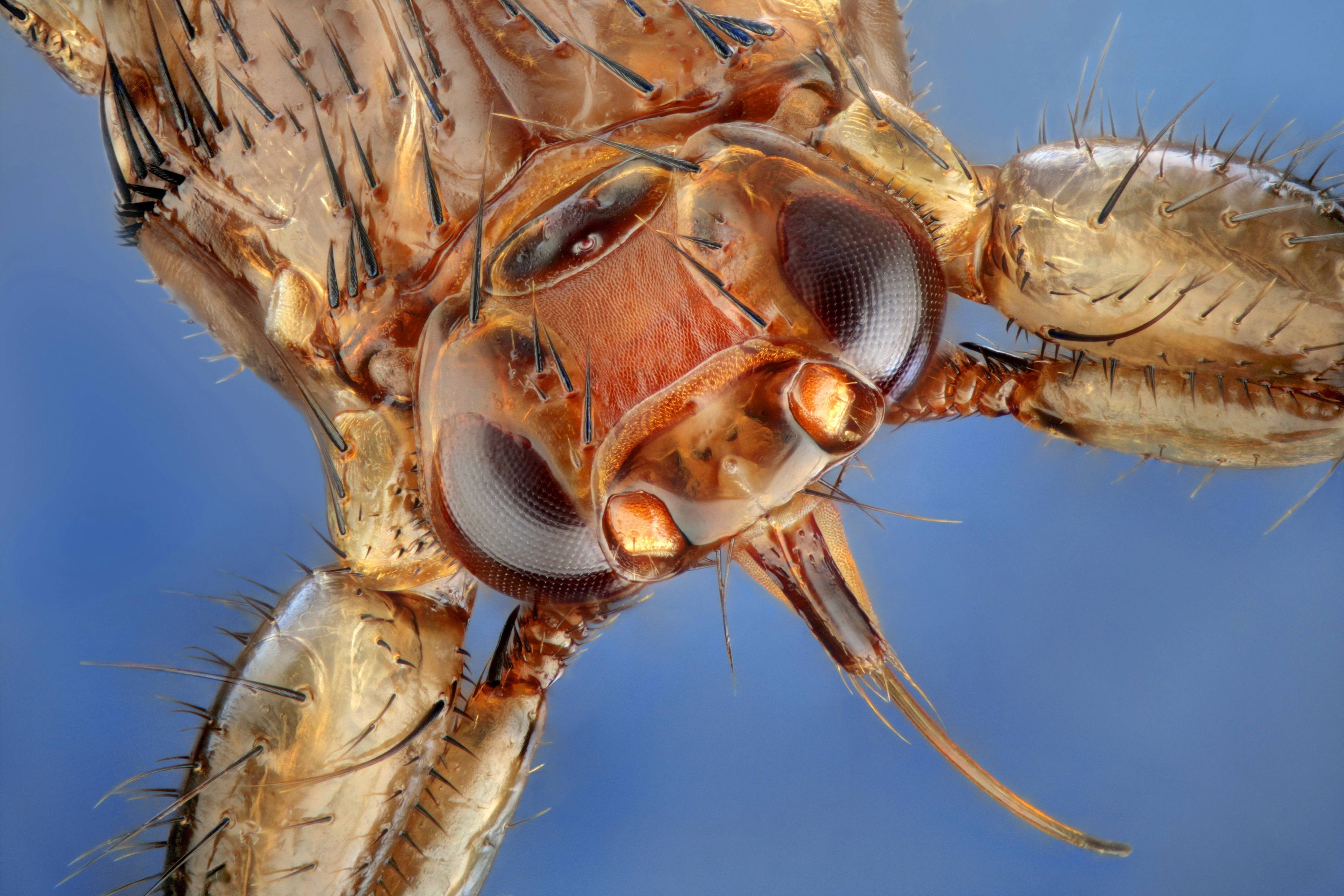 Von Juli bis Oktober ist sie besonders aktiv: Die Hirschlausfliege