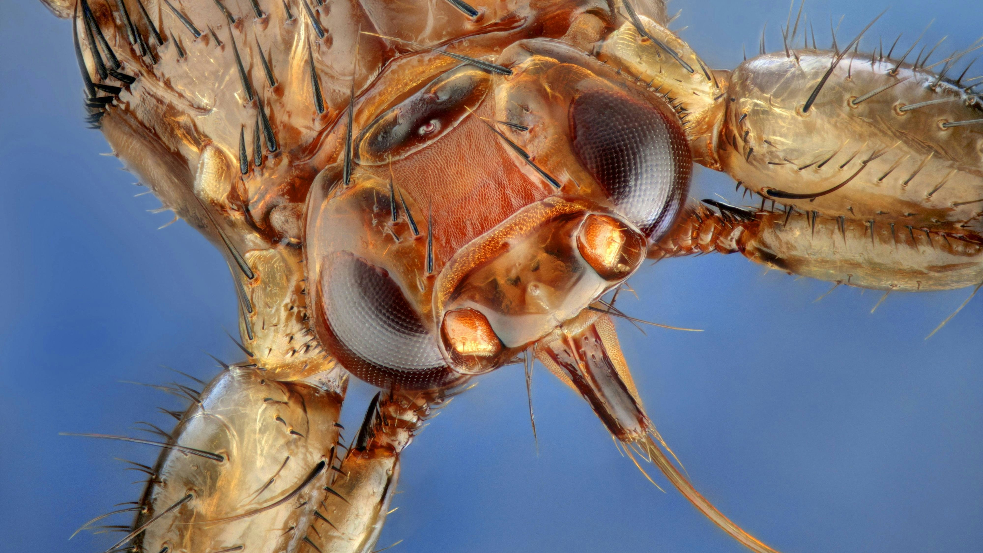 Von Juli bis Oktober ist sie besonders aktiv: Die Hirschlausfliege