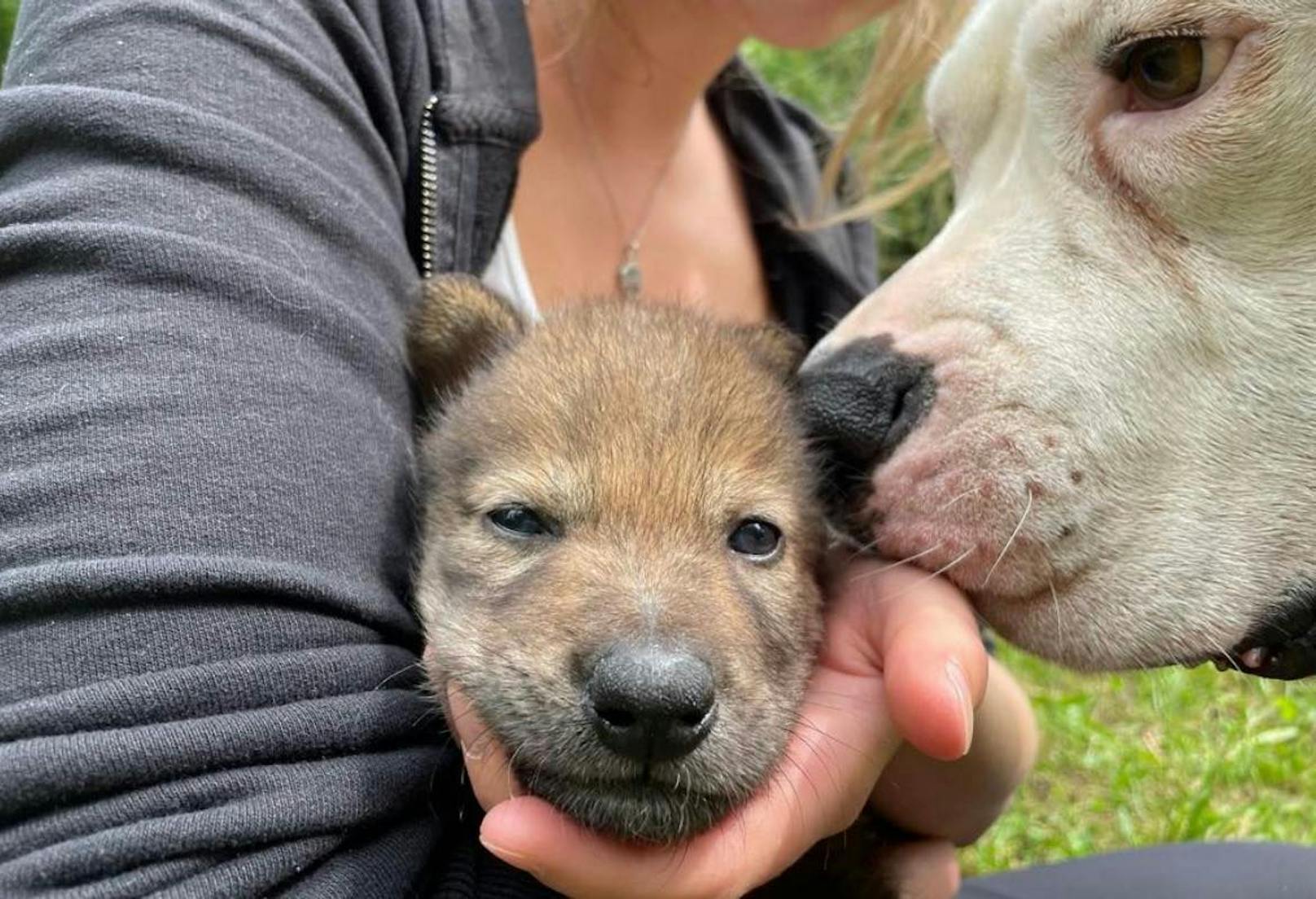 Der Hund von Saskia Plachy springt als Kuschelpartner ein.