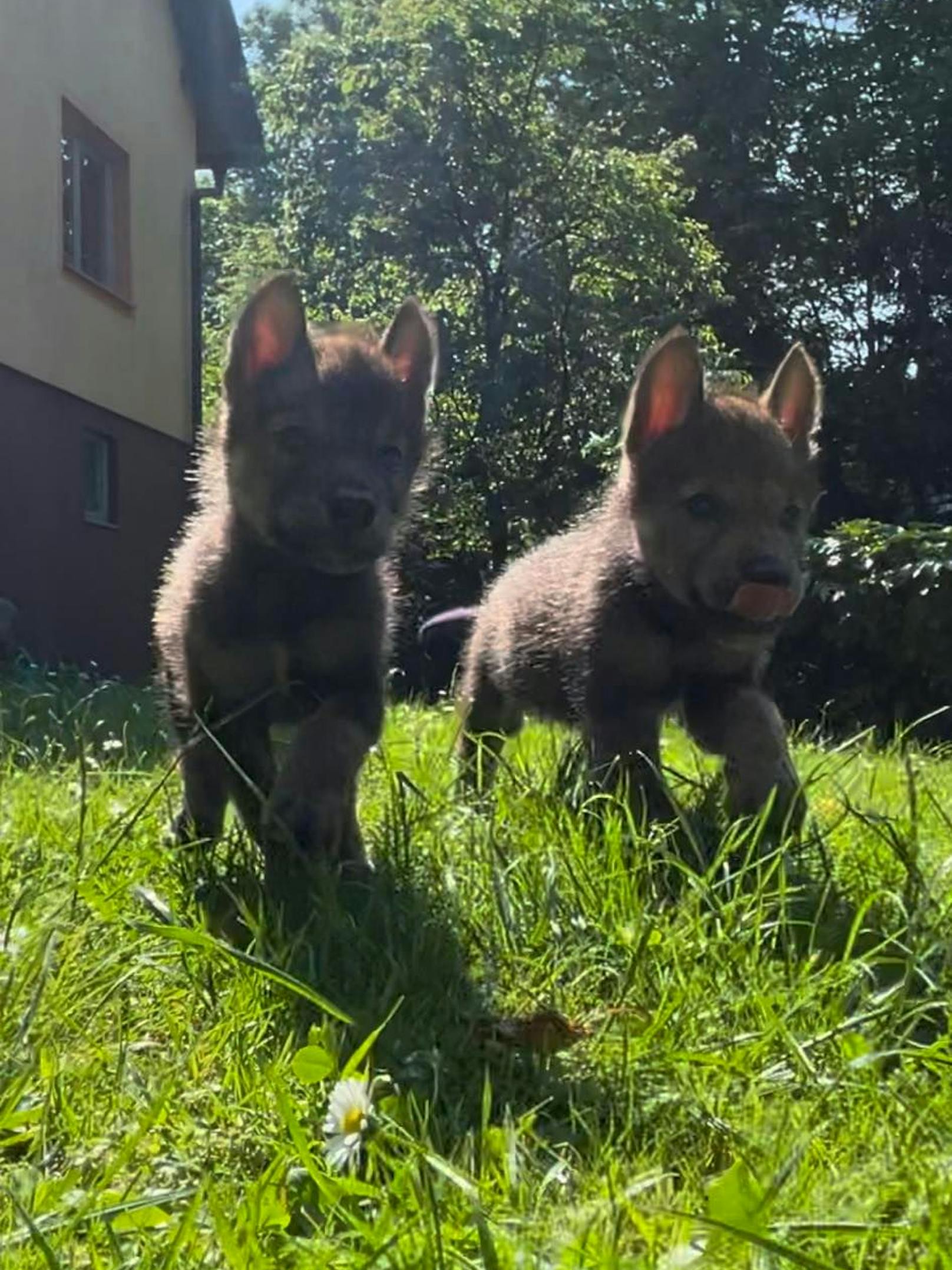 Die beiden Wolfsmädels "Akela und Nova" tollen im Garten ihrer Ziehmutter herum.