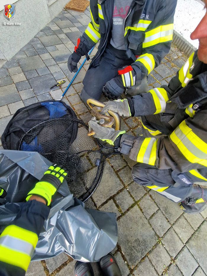 Ein Angler nahm in Alkoven eine 1,5-Meter-Schlange unabsichtlich mit nach Hause.