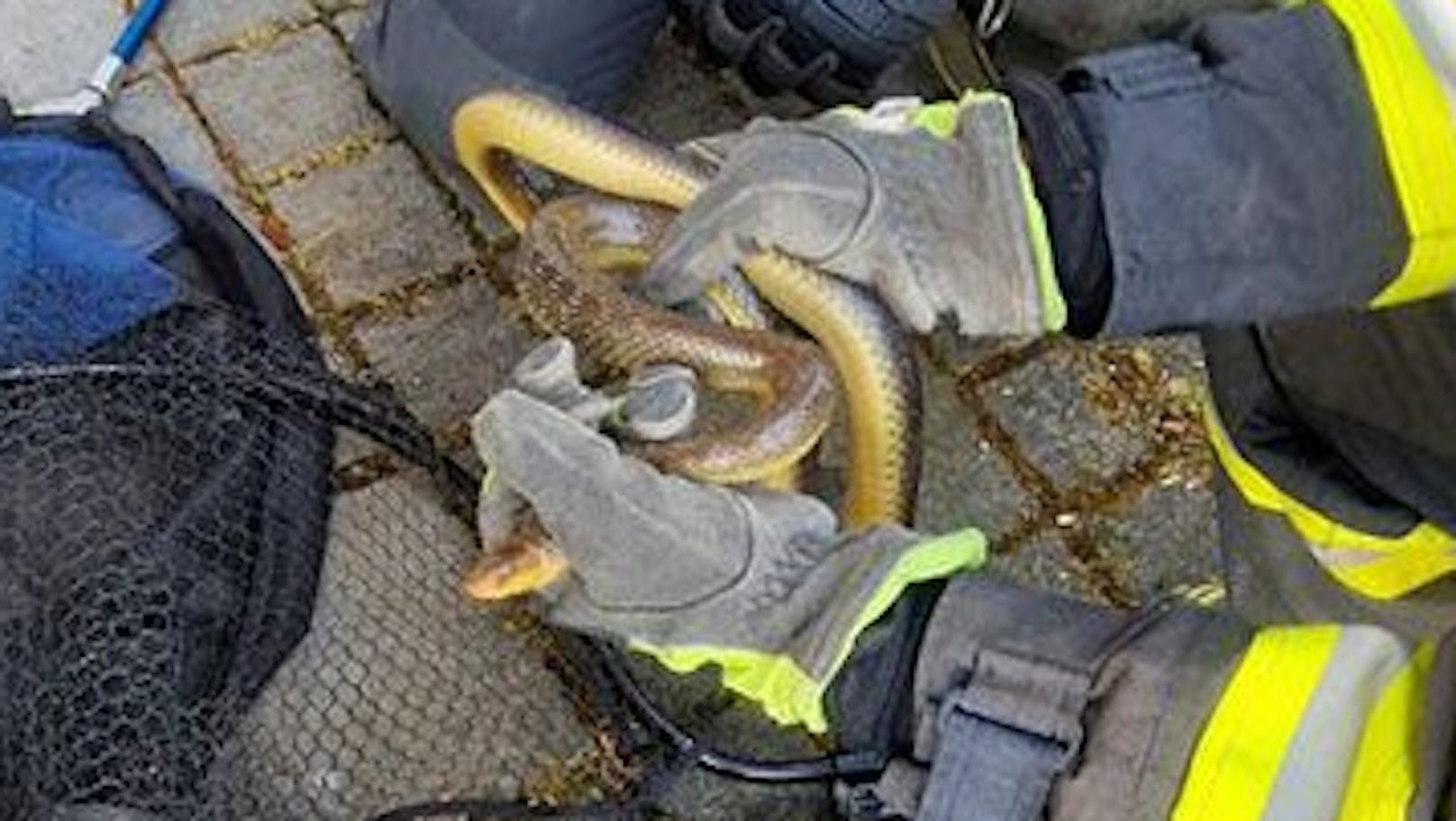 Ein Angler nahm in Alkoven eine 1,5-Meter-Schlange unabsichtlich mit nach Hause.