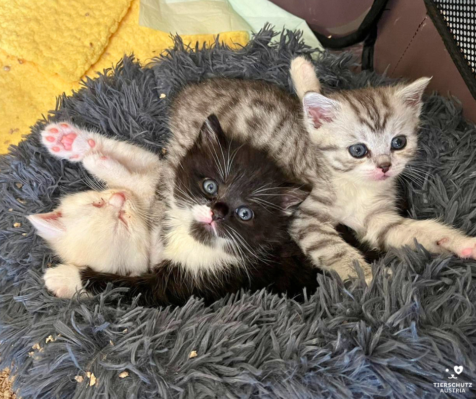 Gleich drei verwaiste Katzenbabys müssen nun mit dem Fläschchen großgezogen werden.