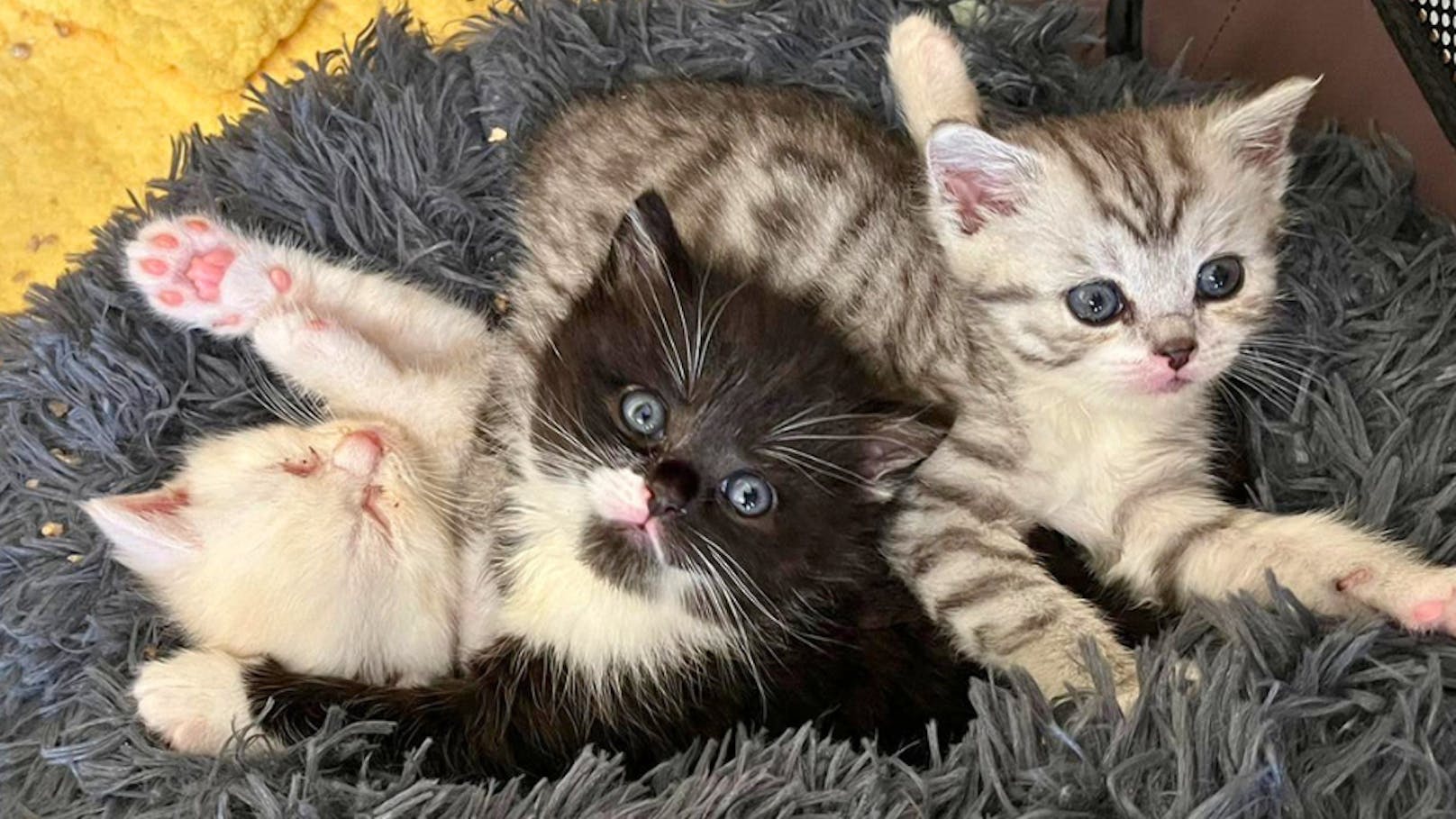 Gleich drei verwaiste Katzenbabys müssen nun mit dem Fläschchen großgezogen werden.