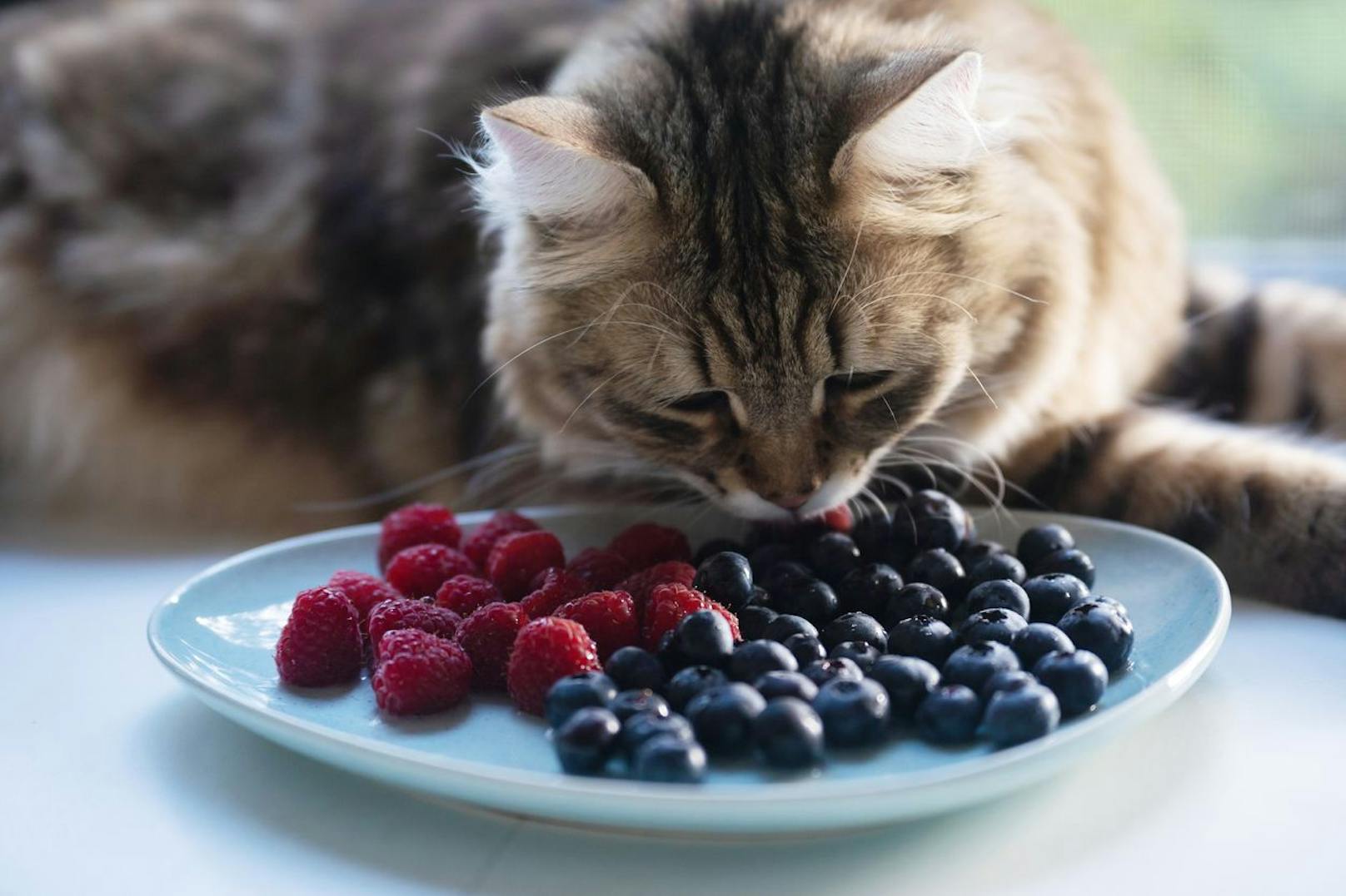Bereits in der richtigen Größe stecken <strong>Heidelbeeren</strong> voller Vitamine und Antioxidantien. Der Katze gerne einmal ein Beerchen anbieten.