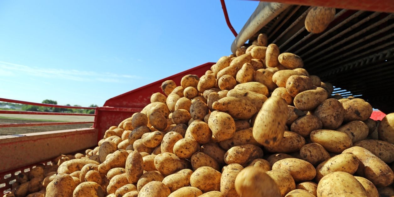 Die Landwirtschaftskammer befürchtet einen Engpass bei österreichischen Erdäpfeln.