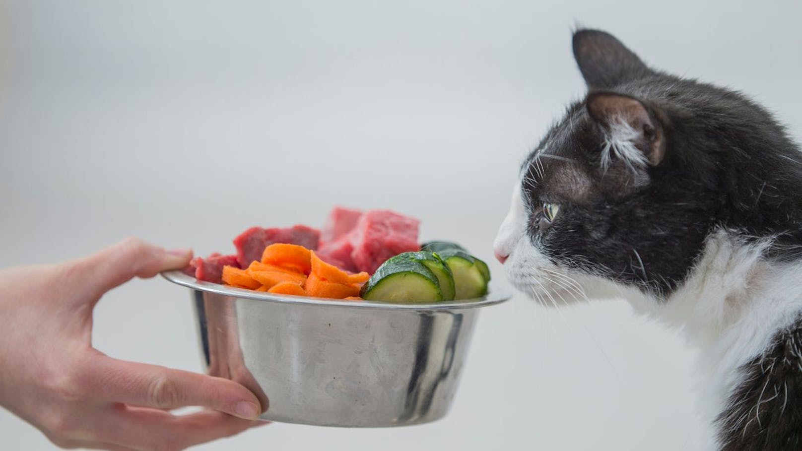 Obst und Gemüse ist nicht für jede Katze etwas, ein paar Sorten scheinen aber sehr vielen zu schmecken.