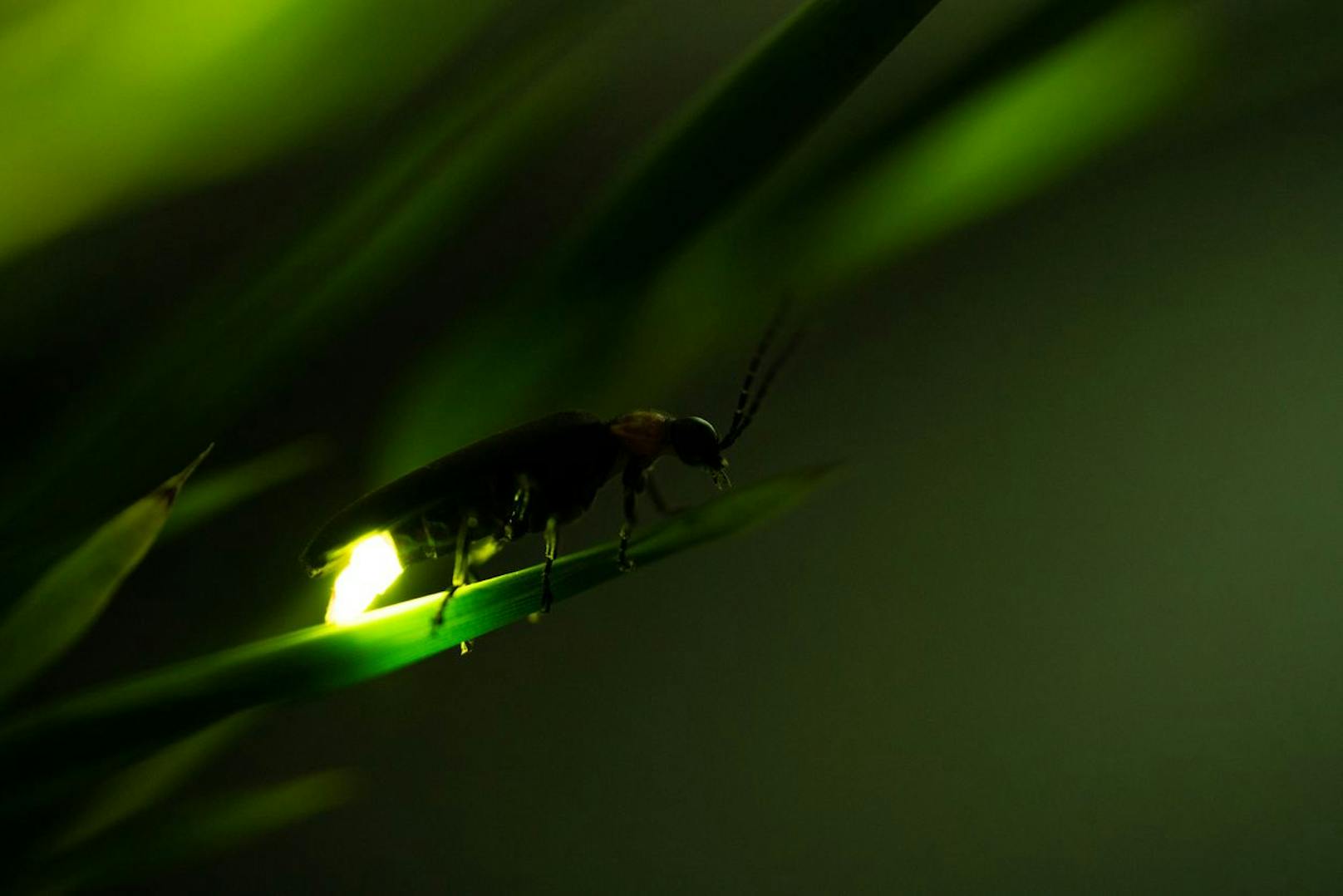 Es gibt sehr viele Arten. Bei manchen leuchten nur die Weibchen und nur die Männchen können fliegen, bei anderen glühen beide Geschlechter um die Wette, oder können beide nicht fliegen.