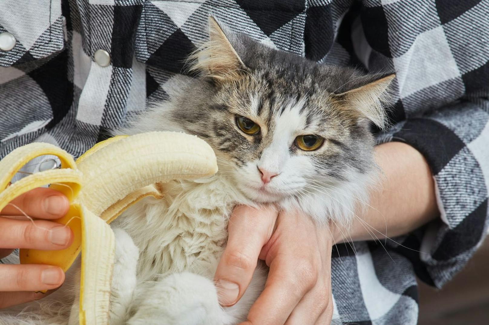 Die <strong>Banane</strong> wird auch von Katzen in der Regel gern genommen. Ein Stückchen einer reifen Frucht ist gesund und gilt als gesunder Snack zwischendurch. Einfach versuchen!