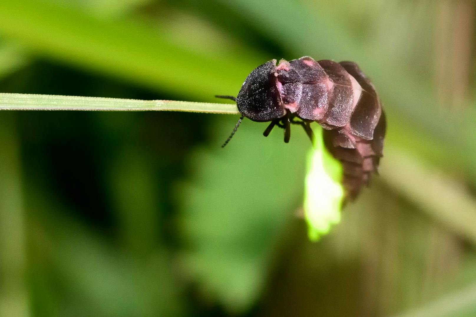 Hier sieht man ein weibliches Großes Glühwürmchen. Das Männchen kann nicht leuchten, aber zum Gegensatz fliegen.