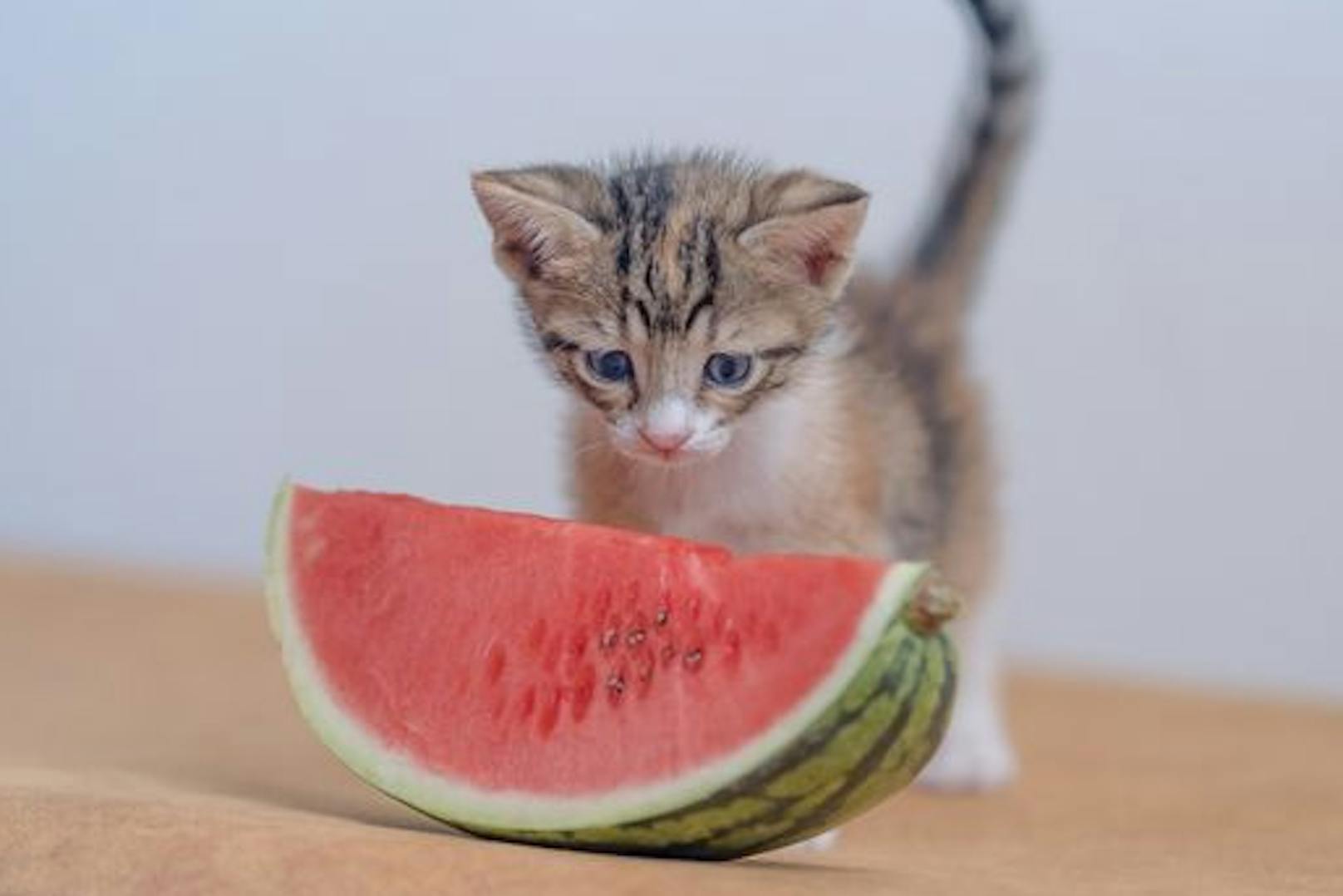 Ob Wasser, Zucker oder Honig - <strong>Melonen</strong> sind ein toller Snack und werden von Katzen auch gern gefressen. Mineralstoffe und Antioxidantien schaden ihr keinesfalls.