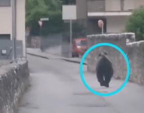 Der Bär suchte nach einem Ausweg aus der Stadt.