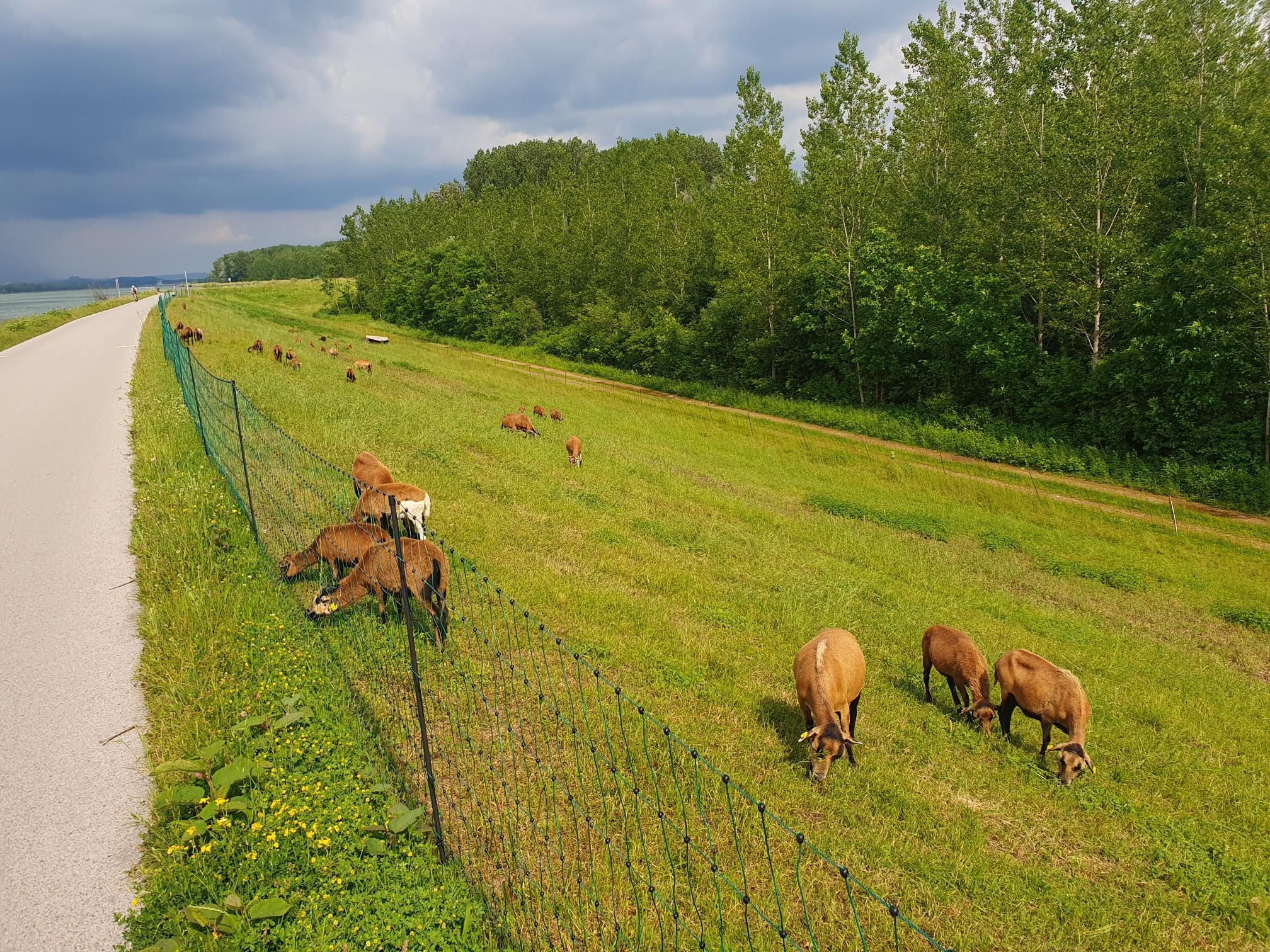 Comeback für die Mähschafe an der Donau in NÖ