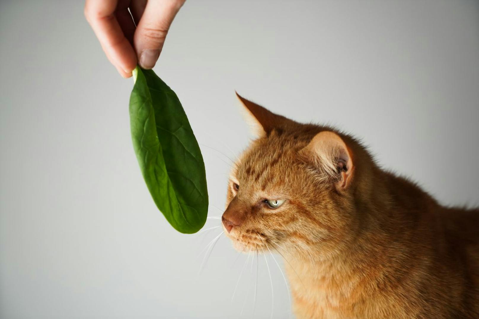<strong>Spinat</strong> ist als Blattgemüse nicht nur für uns Zweibeiner eine Vitaminbombe. Leicht vorgekocht sollte es der Katze zumindest einmal angeboten werden - denn wenn sie es frisst, hast du ein paar Sorgen weniger.