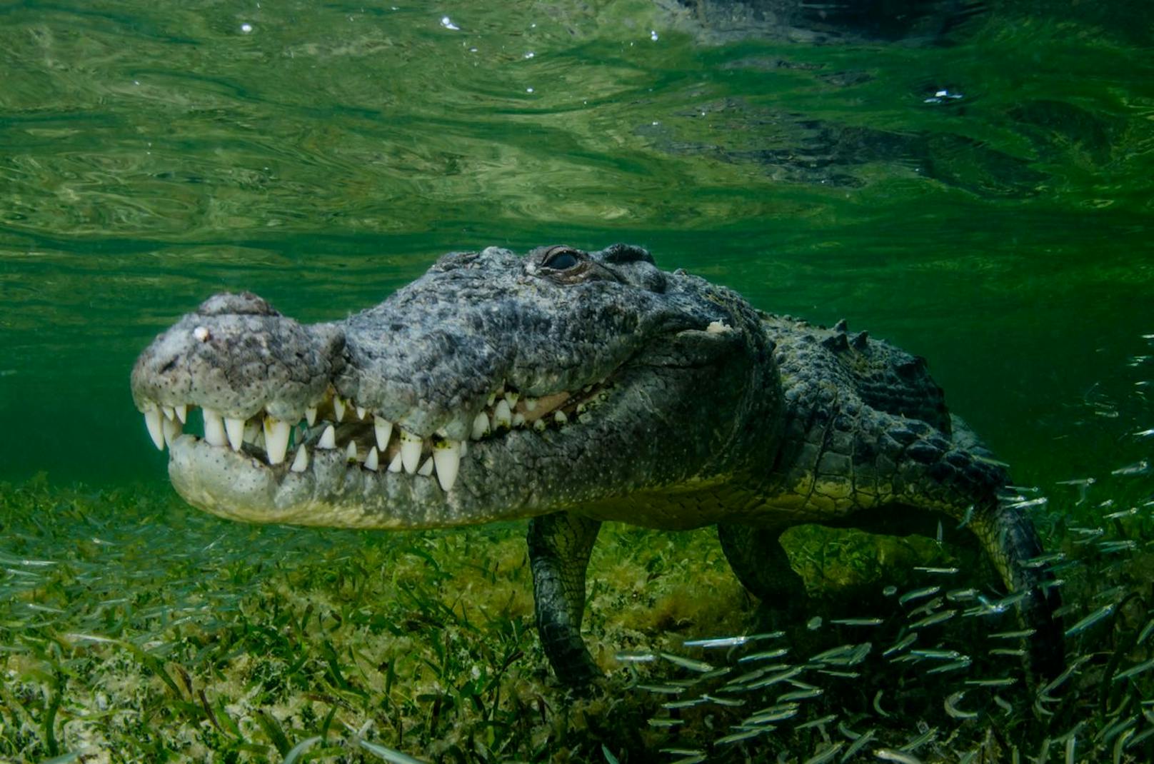 Wo bin ich? Der Lebensraum unterscheidet sich auch: Während Krokodile sowohl im Süß-, als auch im Salzwasser vorkommen können, bevorzugt der Alligator das Süßwasser. Krokodile sind auch weltweit gesehen viel öfter verbreitet als Alligatoren - die gibt es nur in den USA und in China.