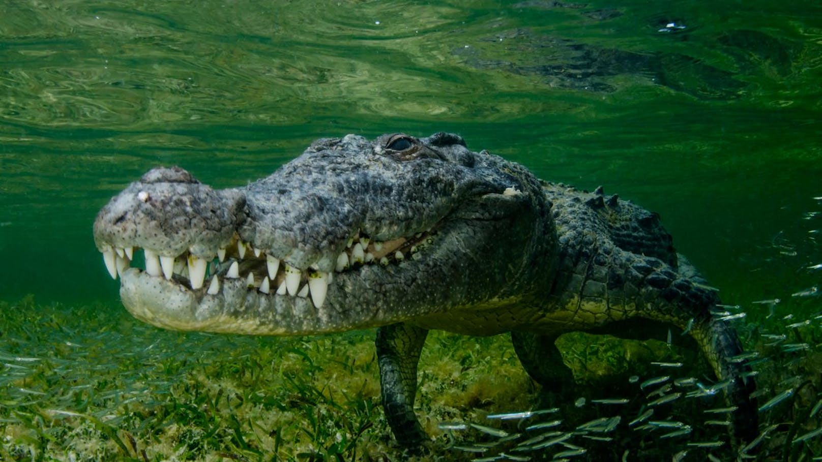 Mann überlebt Krokodil - beißt Tier ins Augenlid