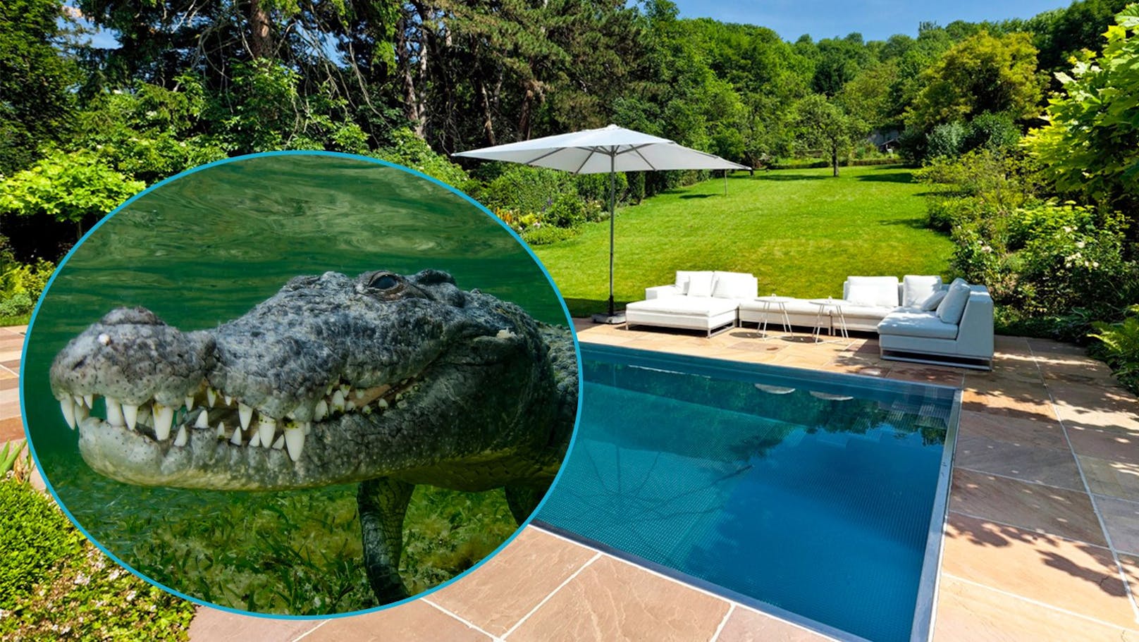 Schock-Video: Riesen-Krokodil plantscht im Pool