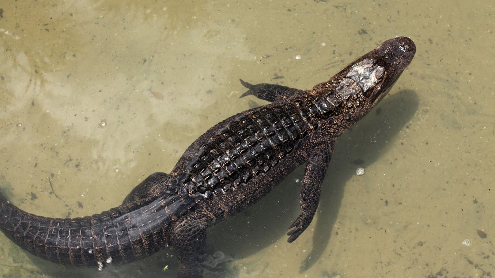 Hat die Schnauze eine <strong>"U"-Form</strong> handelt es sich zu 99 Prozent um einen <strong>Alligator</strong>, wie am Bild.