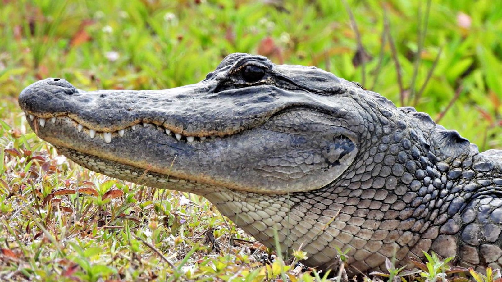 Beim <strong>Alligator</strong> ist das <strong>Oberkiefer breiter als das Unterkiefer,</strong> weshalb man nur die obere Zahnreihe sieht.