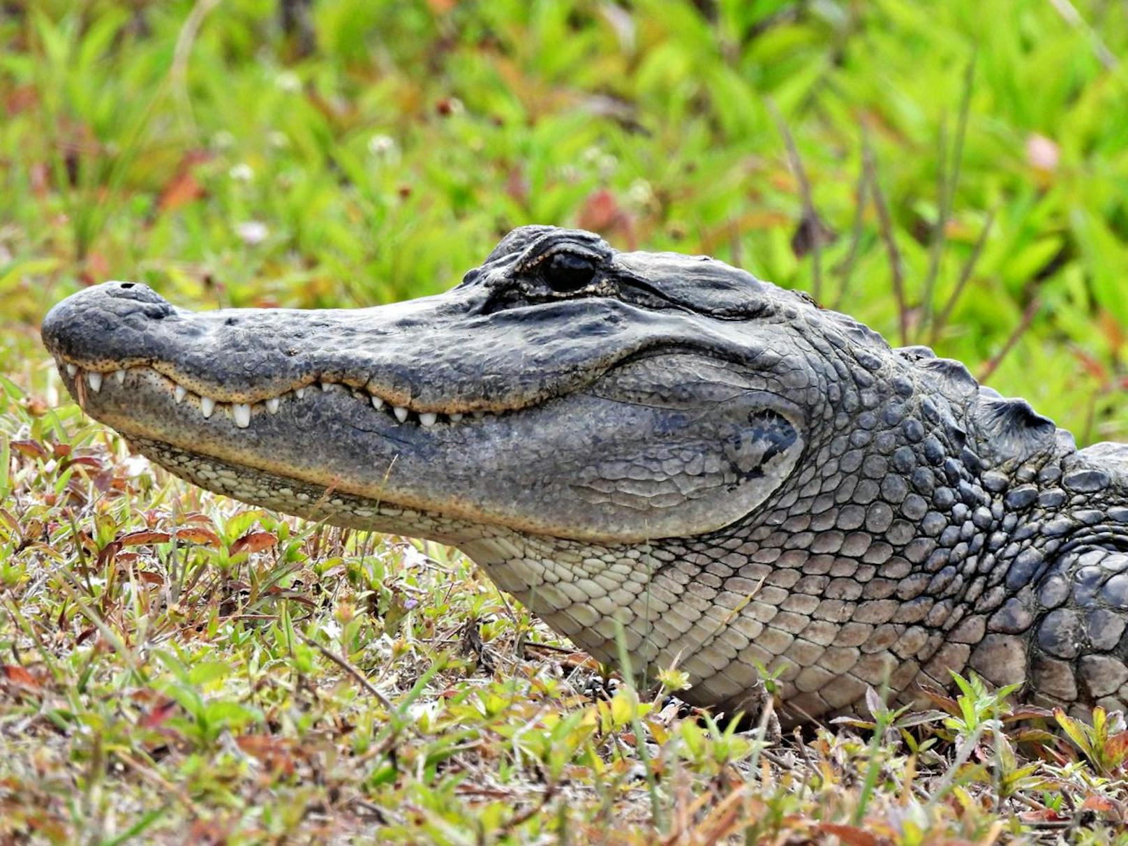 Beim <strong>Alligator</strong> ist das <strong>Oberkiefer breiter als das Unterkiefer,</strong> weshalb man nur die obere Zahnreihe sieht.