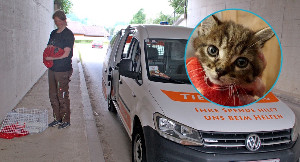 Dieses niedliche Katerchen wurde unter einer Autobahnbrücke 