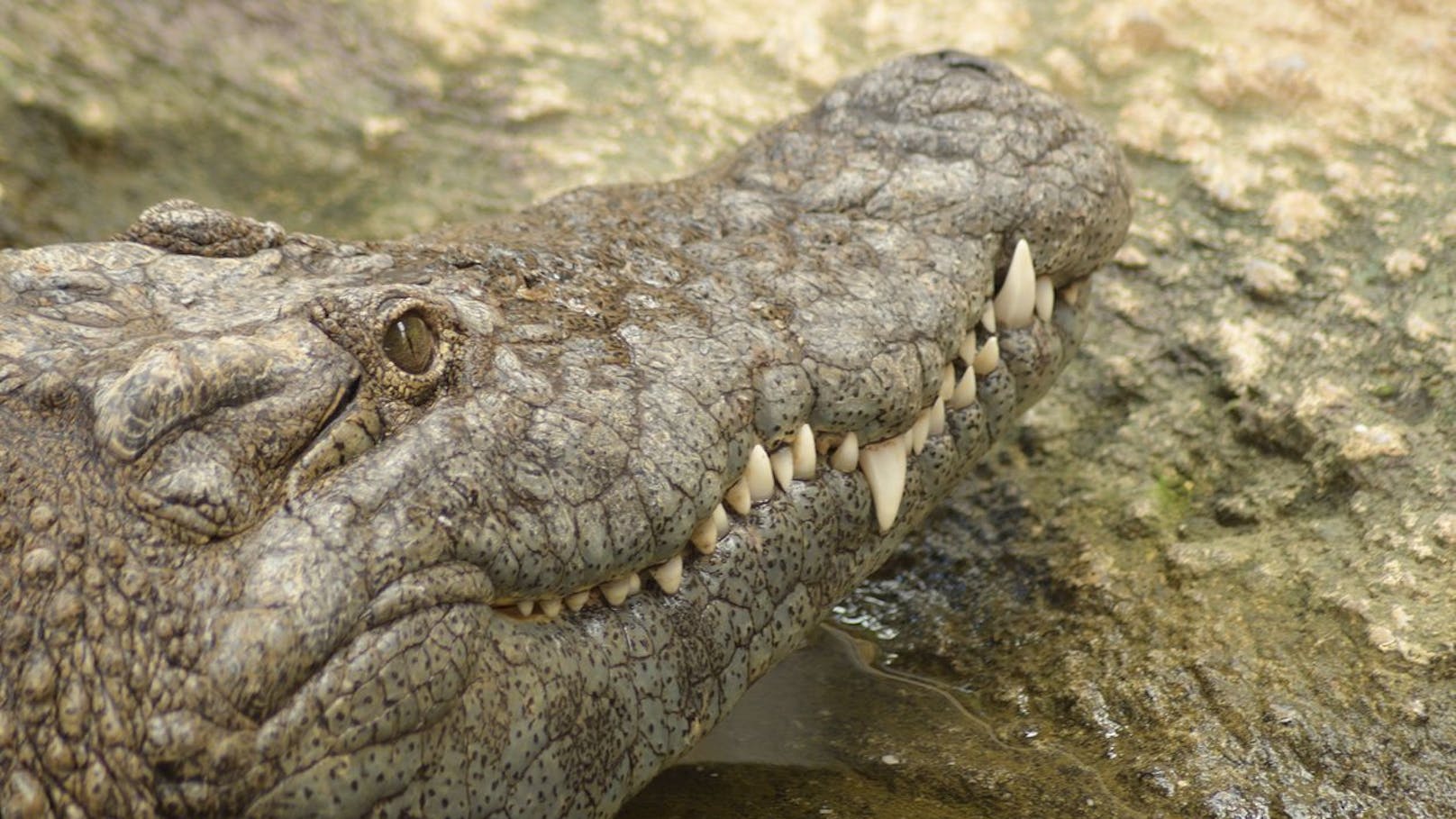 Am leichtesten erkennt man das <strong>Krokodil</strong> an den Zähnen - Bei Krokodilen sieht man bei geschlossenem Maul die <strong>untere UND obere Zahnreihe</strong> - vor allem der 4. untere Zahn fällt auf und ragt über Oberkiefer.