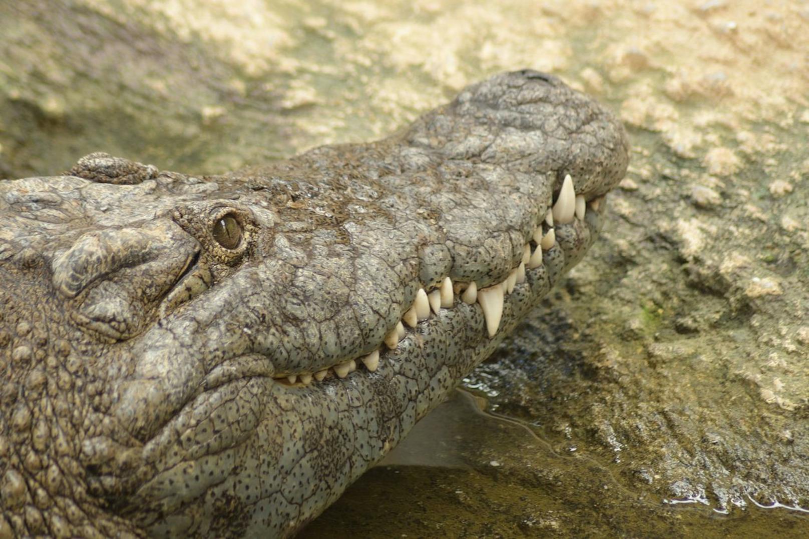 Am leichtesten erkennt man das <strong>Krokodil</strong> an den Zähnen - Bei Krokodilen sieht man bei geschlossenem Maul die <strong>untere UND obere Zahnreihe</strong> - vor allem der 4. untere Zahn fällt auf und ragt über Oberkiefer.