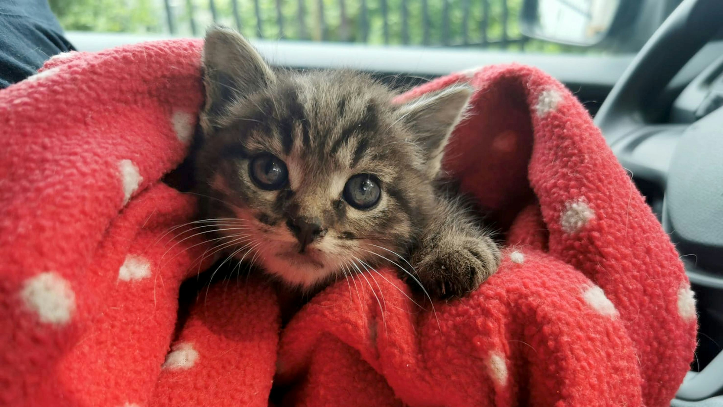 Der kleine Milbemax muss jetzt erstmal mit dem Fläschchen wieder zu Kräften kommen. 