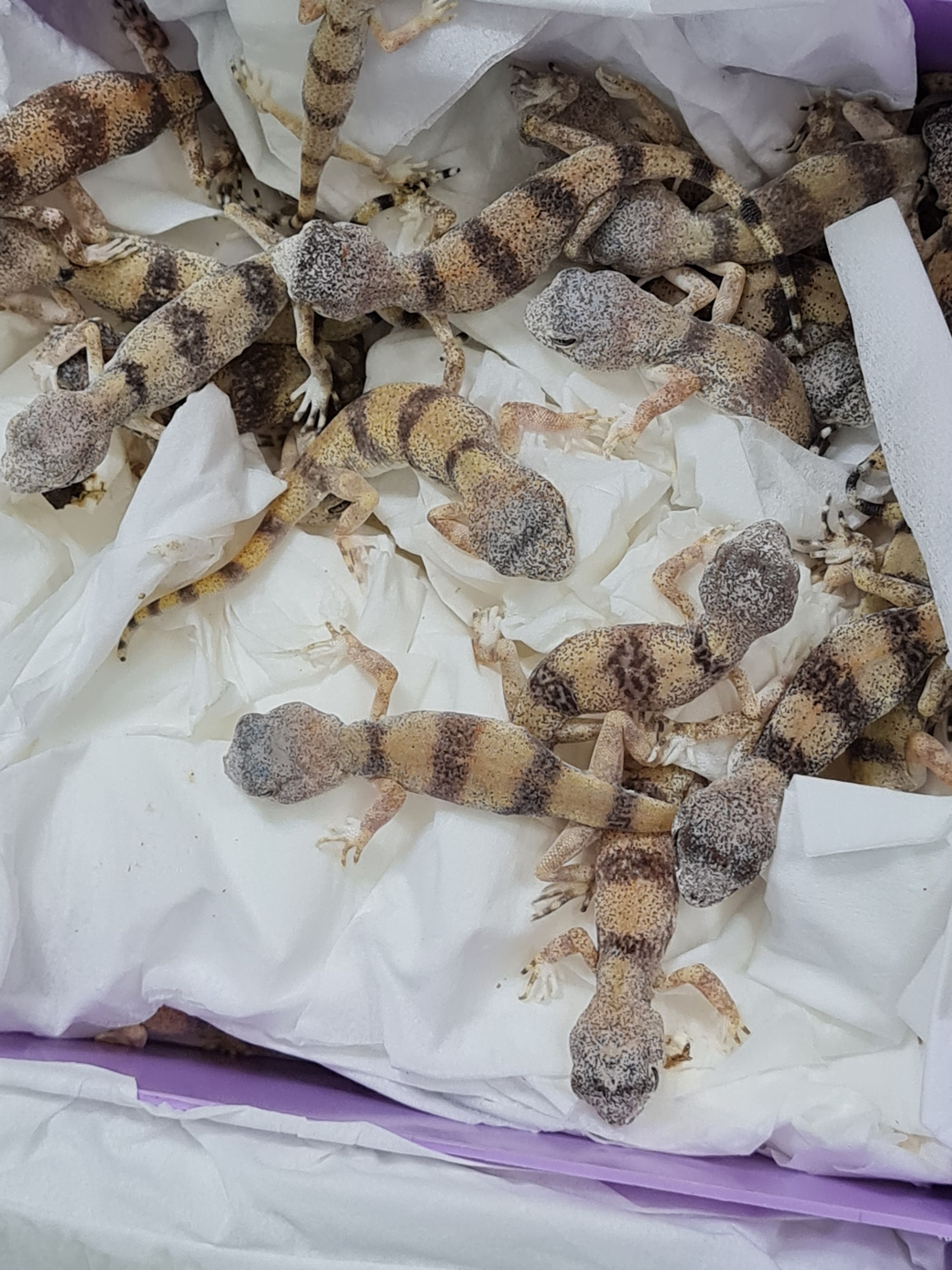 85 Geckos unterschiedlicher Unterarten sowie zwei Schlangen und zwei Skorpione wollte der Mann einschmuggeln.