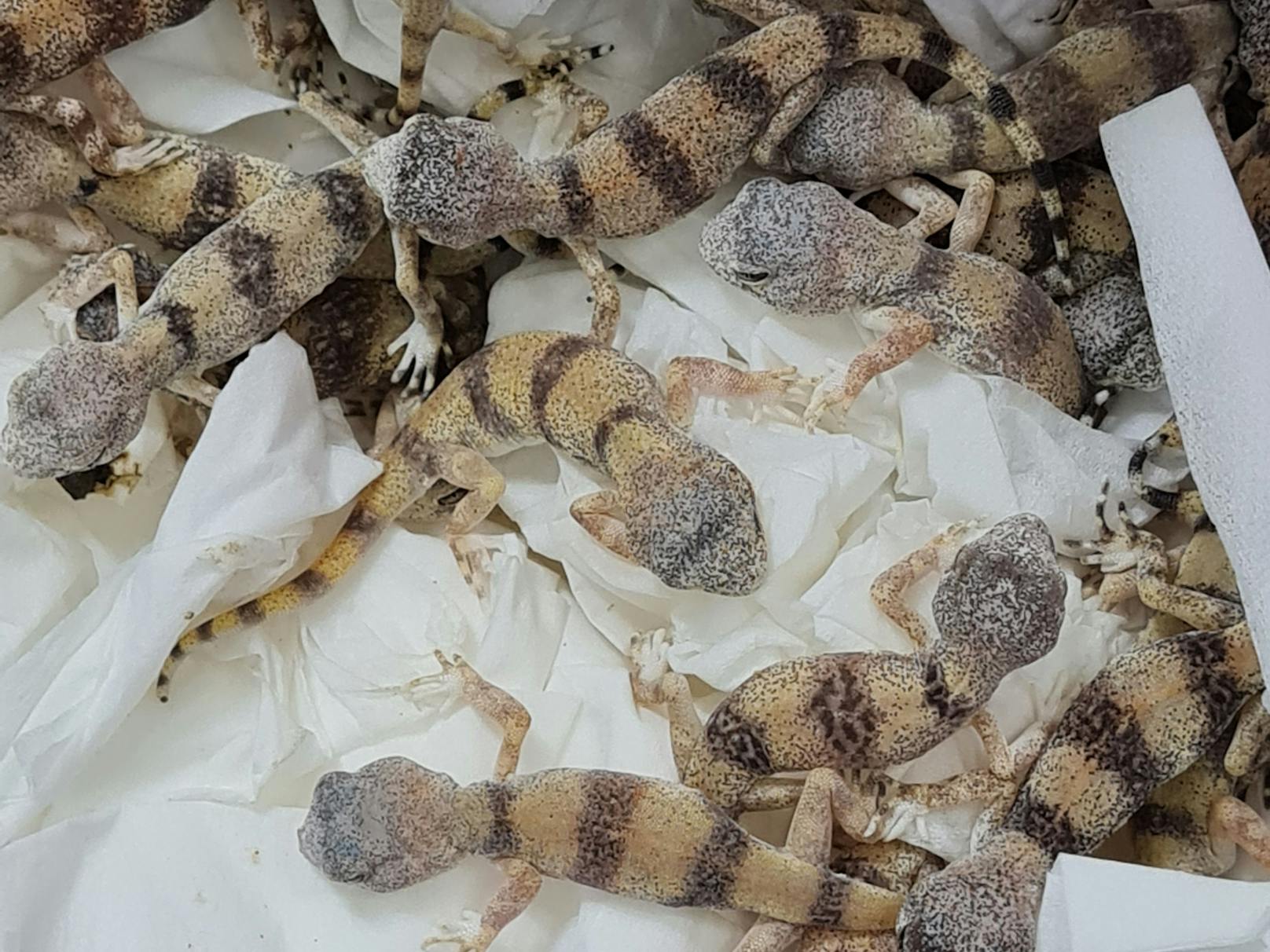 85 Geckos unterschiedlicher Unterarten sowie zwei Schlangen und zwei Skorpione wollte der Mann einschmuggeln.